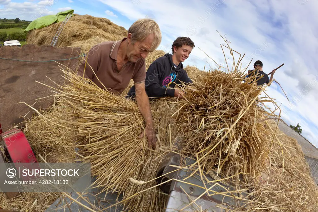England, Somerset, North Curry. Men hand feeding wheat into a threshing machine, a traditional process used to separate wheat grain from the straw that is to be used for thatching roofs.