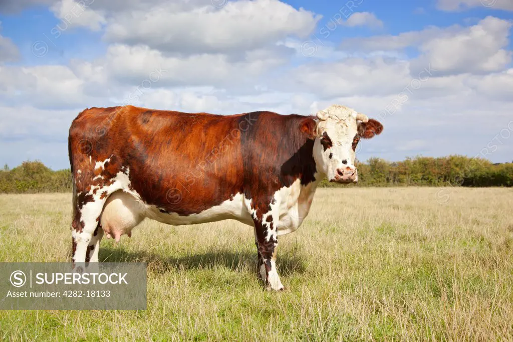 England, Somerset, East Lyng. A Normande cow on the Somerset Levels.