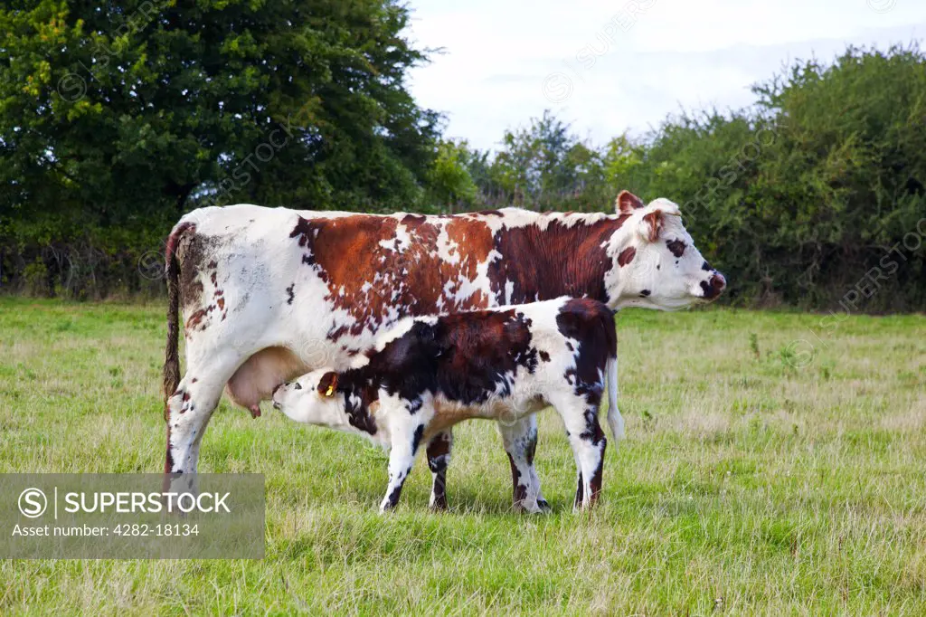 England, Somerset, Taunton. Normande cattle, a calf feeding from it's mother on the Somerset Levels.