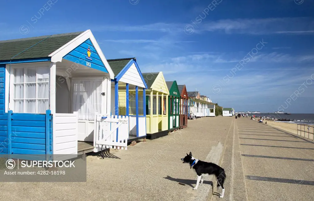 England, Suffolk, Southwold. Beach huts and a dog on Southwold promenade.