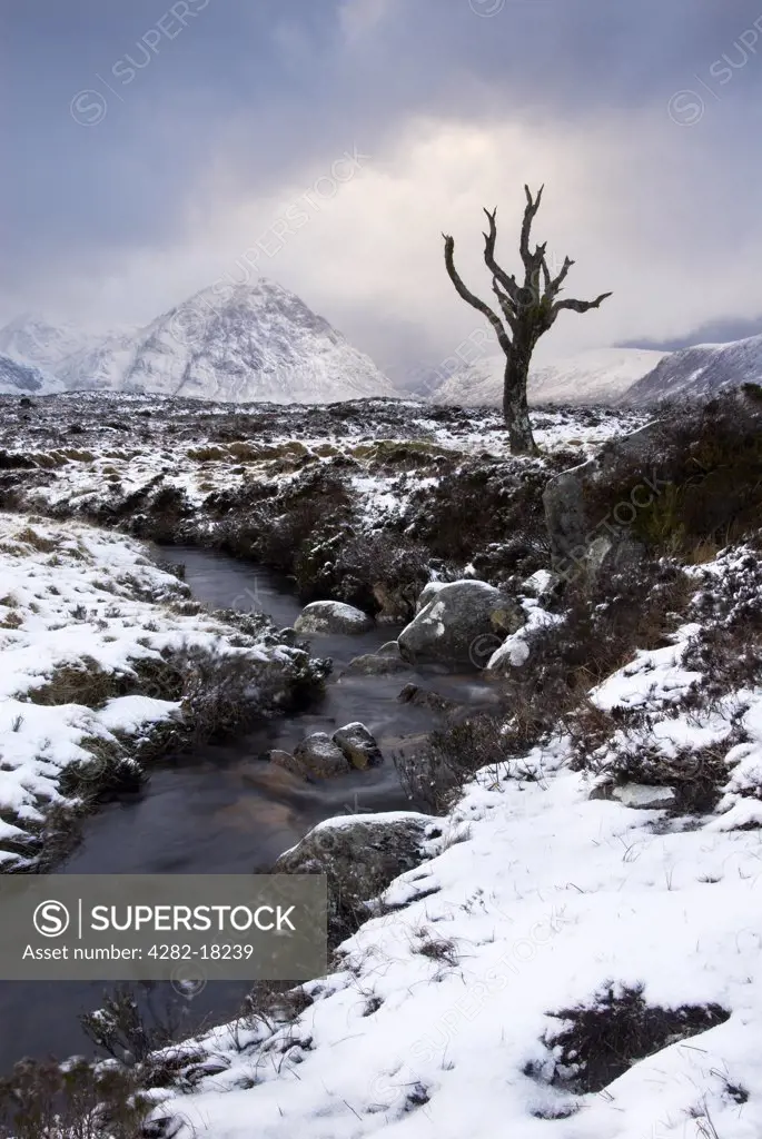 Scotland, Highland, Rannoch Moor. A lonely tree on Rannoch Moor.