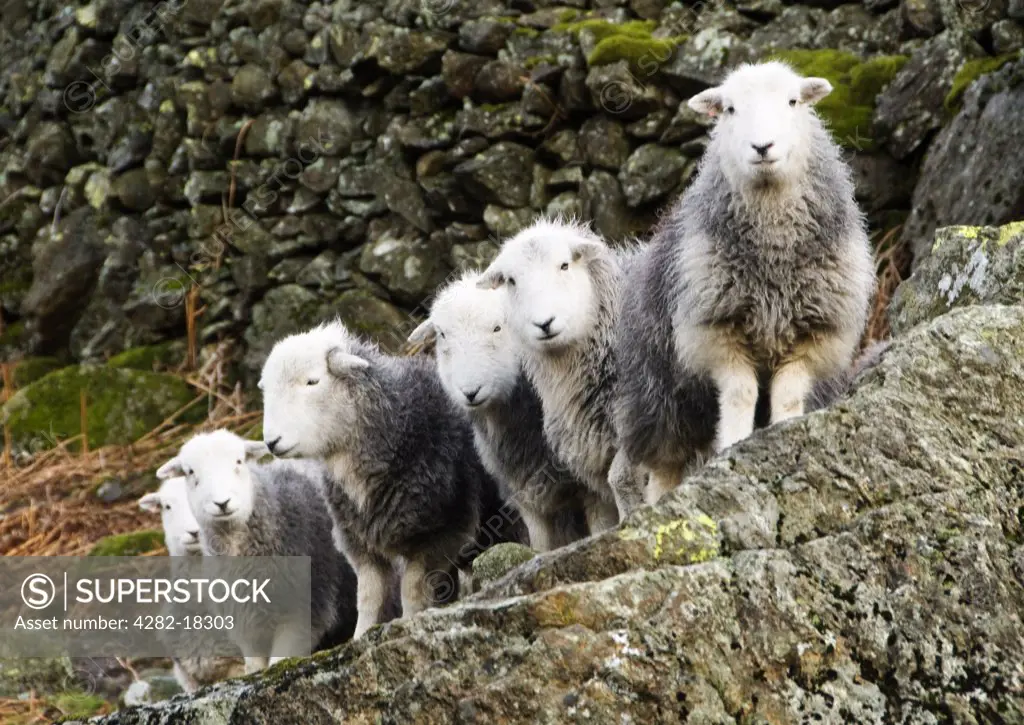 England, Cumbria. A flock of sheep by a drystone wall in the Lake District.