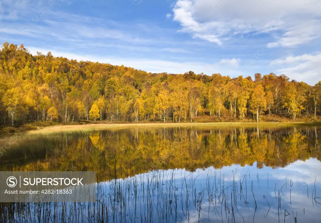 Scotland, Highland, Strathspey. Autumnal colours from a forest reflected in a loch in the Cairngorms National Park.