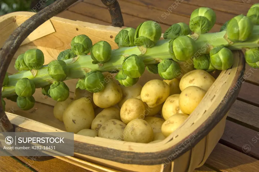 England, North Yorkshire. Freshly harvested Brussels sprouts on a stalk and potatoes in a wooden trug.