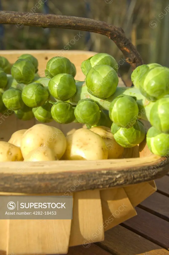 England, North Yorkshire. Freshly harvested Brussels sprouts on a stalk and potatoes in a wooden trug.
