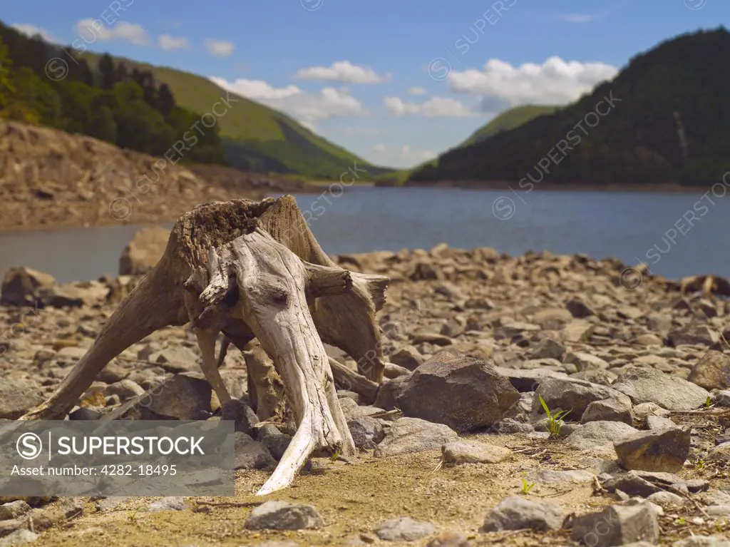 England, Cumbria, Thirlmere. Tree stumps exposed by low water levels at Thirlmere in the Lake District.