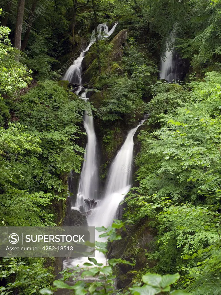 England, Cumbria, near Ambleside. Stock Ghyll Force, a picturesque waterfall in the Lake District.