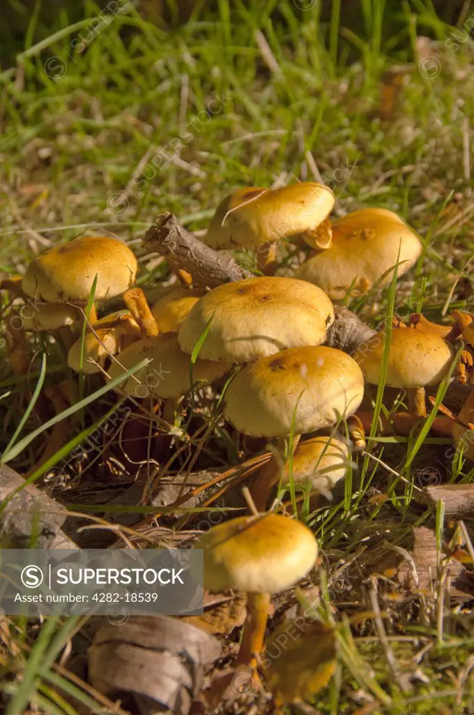 England, North Yorkshire. A clump of Sulphur tuft mushrooms (Hypholoma fasciculare).