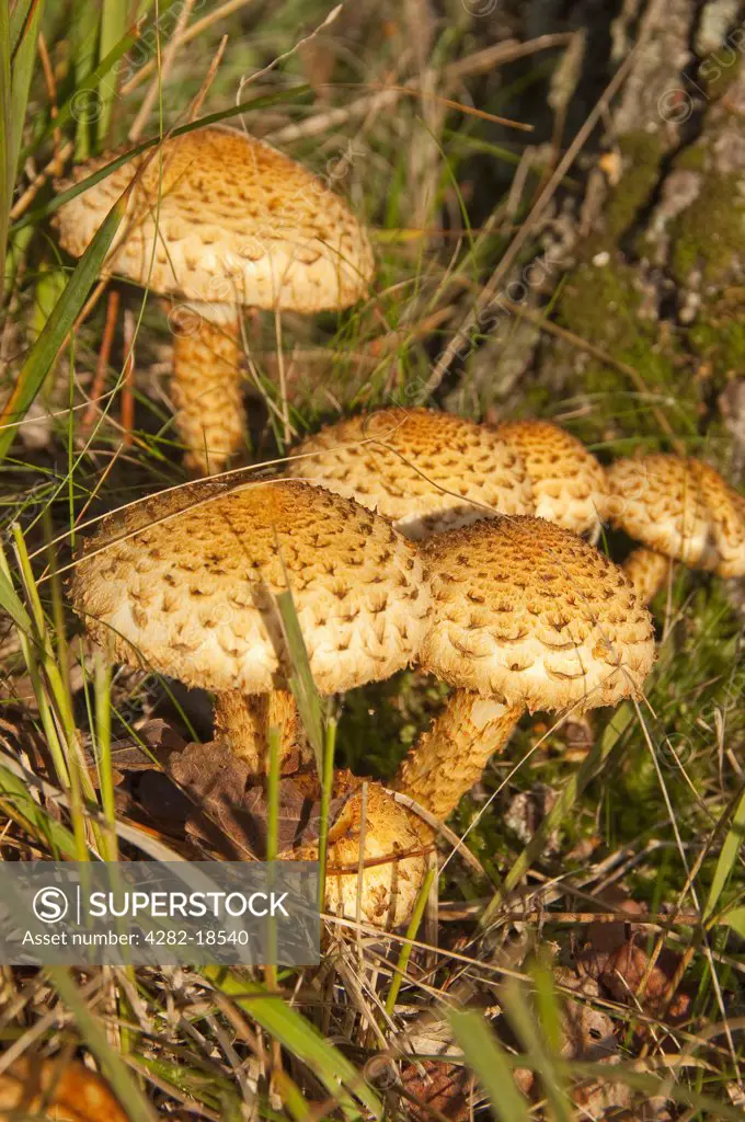 England, North Yorkshire. A cluster of Pholiota squarrosa, commonly known as the Shaggy Pholiota.