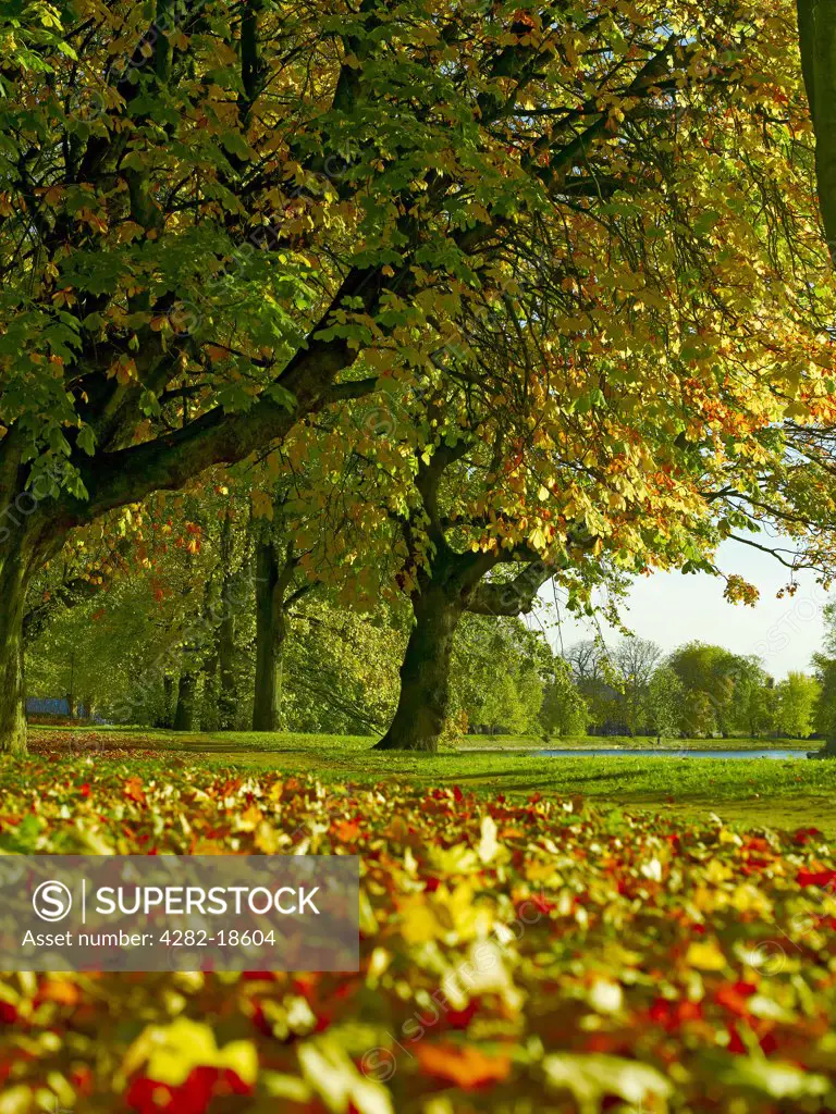 England, North Yorkshire, York. Autumnal leaves covering the Riverside walk by the River Ouse.