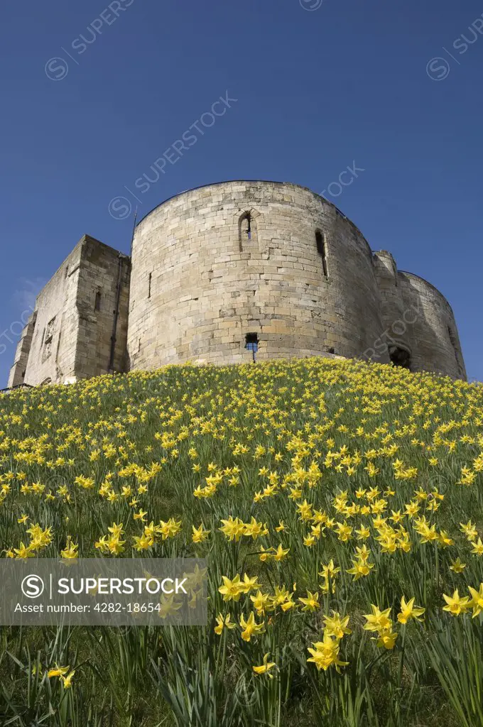 England, North Yorkshire, York. Clifford's Tower in spring time with daffodils.