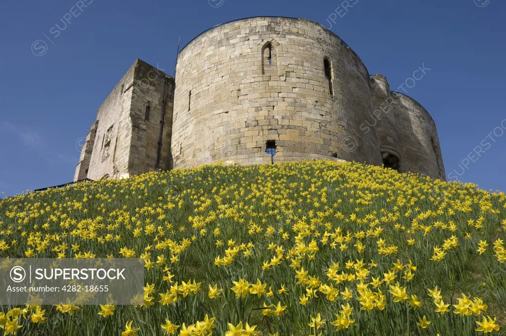 England, North Yorkshire, York. Clifford's Tower in spring time with daffodils.