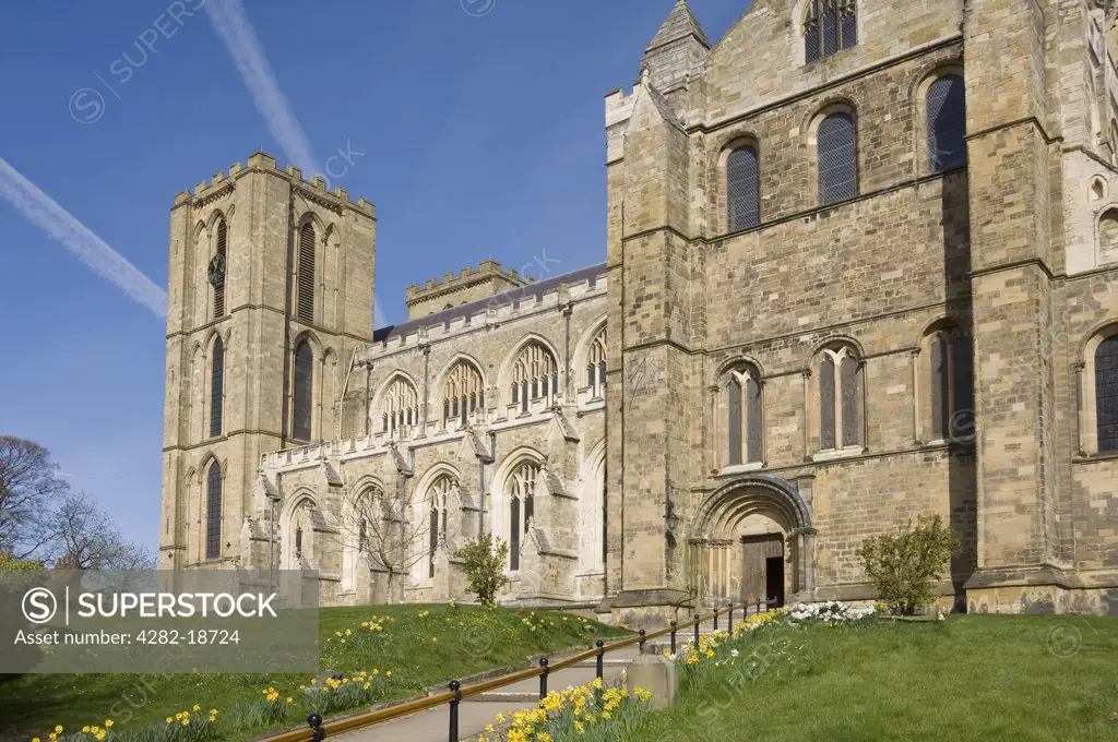 England, North Yorkshire, Ripon. A path leading past daffodils to the entrance in the South Transept of Ripon Cathedral.