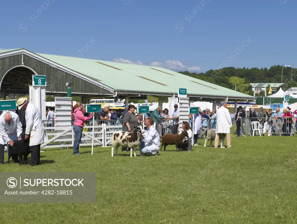 England, North Yorkshire, Harrogate. Judging sheep at the Great Yorkshire Show.