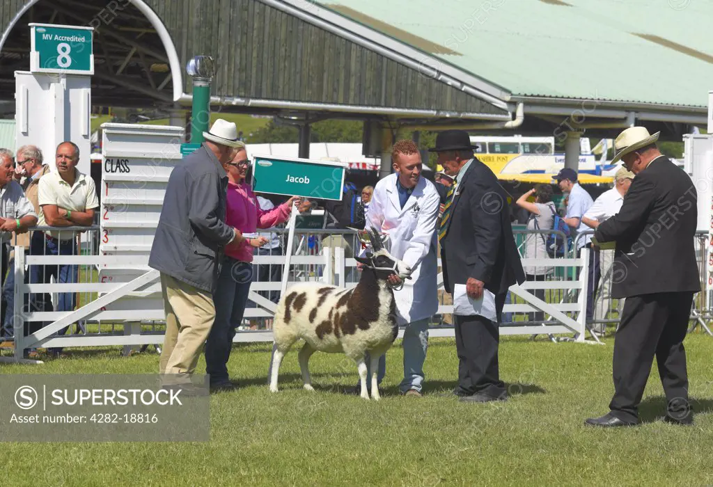 England, North Yorkshire, Harrogate. Prize winning sheep at the Great Yorkshire Show.
