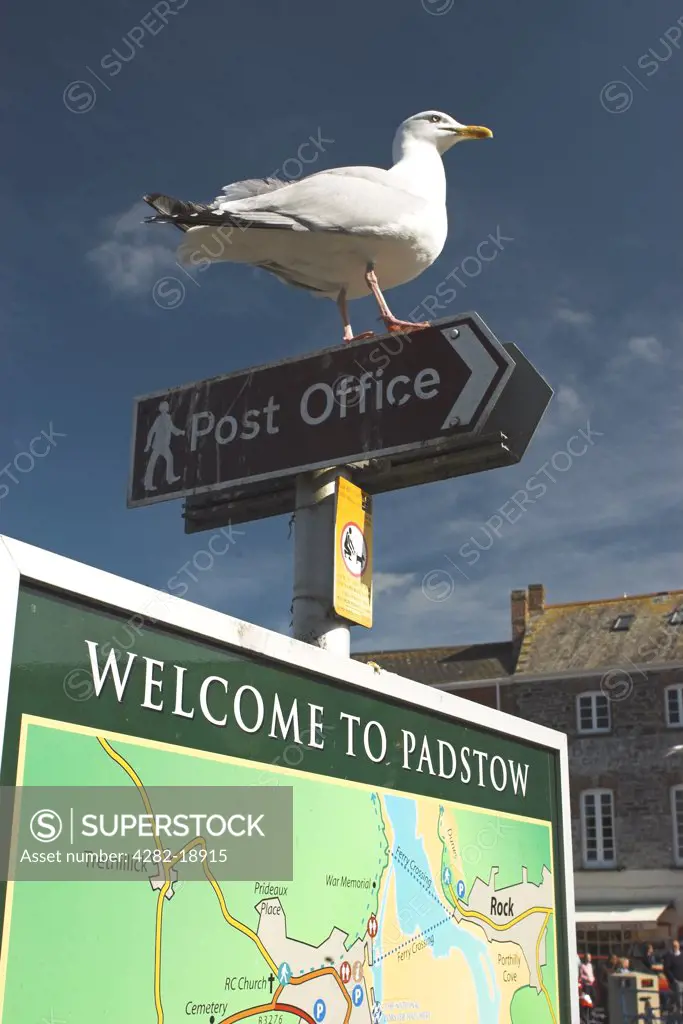 England, Cornwall, Padstow. Welcome to Padstow sign with a seagull perched on a post office sign above a tourist information board.