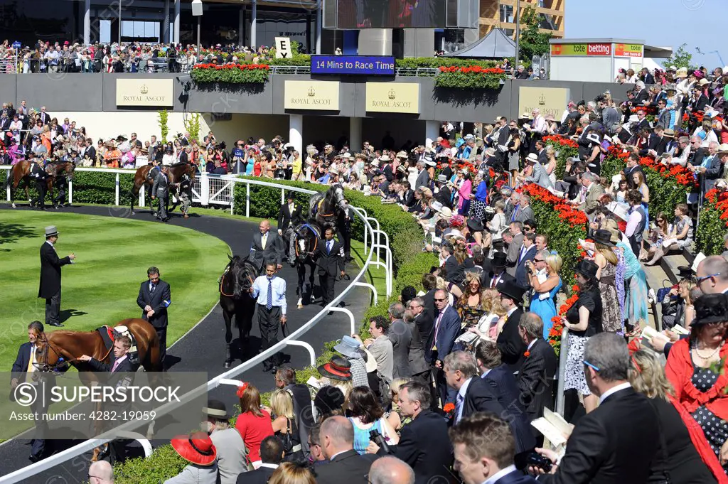 England, Berkshire, Ascot. Race horses paraded in the parade ring before a large crowd during day two of Royal Ascot 2010.