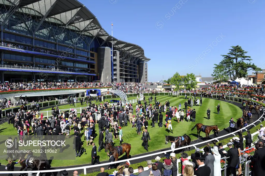 England, Berkshire, Ascot. Race horses parading in the parade ring before a large crowd during day two of Royal Ascot 2010.