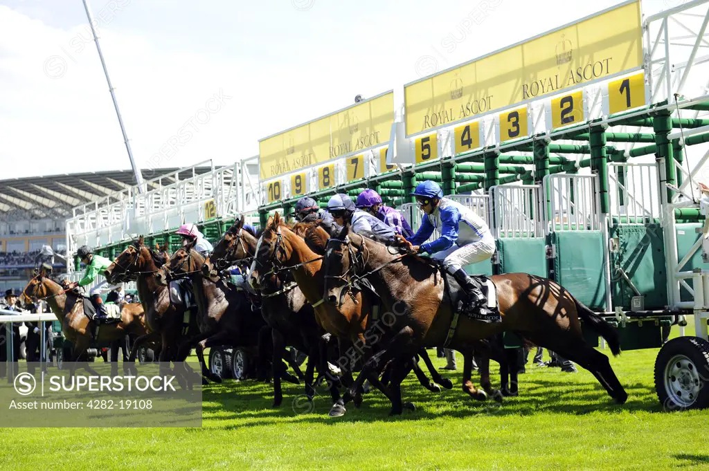England, Berkshire, Ascot. Horses in the Ribblesdale Stakes break from the starting stalls on day three of Royal Ascot 2010.