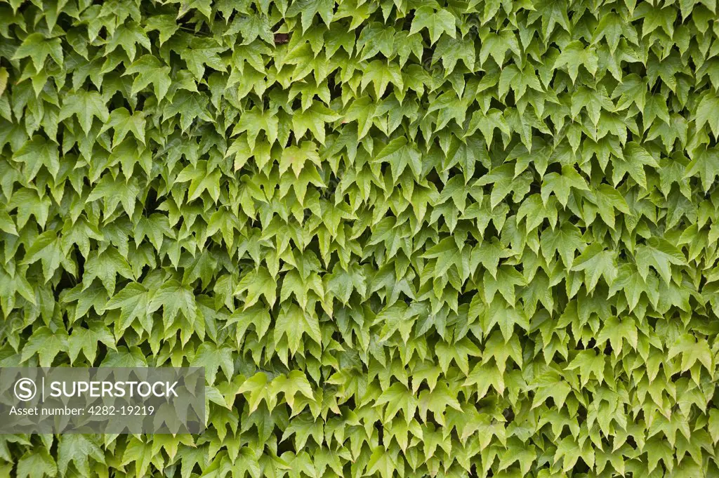 England, London, Wimbledon. Ivy in the grounds during the Wimbledon Tennis Championships 2010.