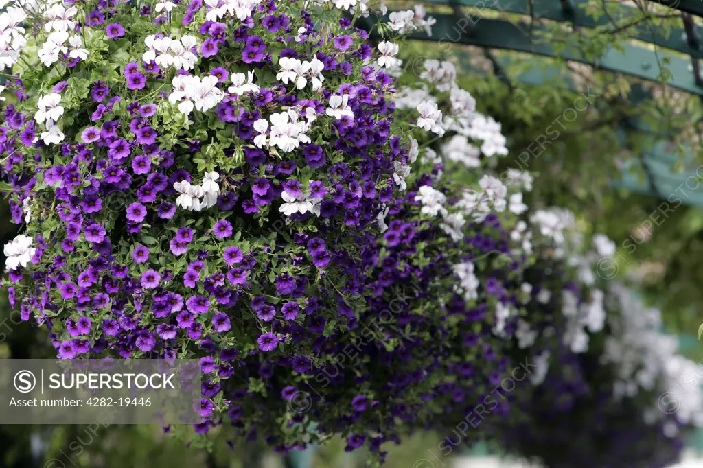 England, London, Wimbledon. Purple and white flowers in hanging baskets in the grounds at the Wimbledon Tennis Championships 2008.