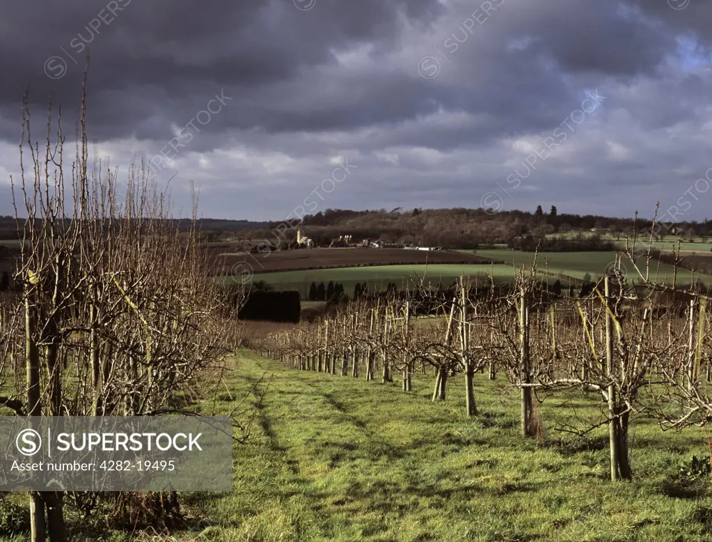 England, Kent, Horsmonden. Orchard trees in winter with Horsmonden church and Oast Houses across the valley beyond.
