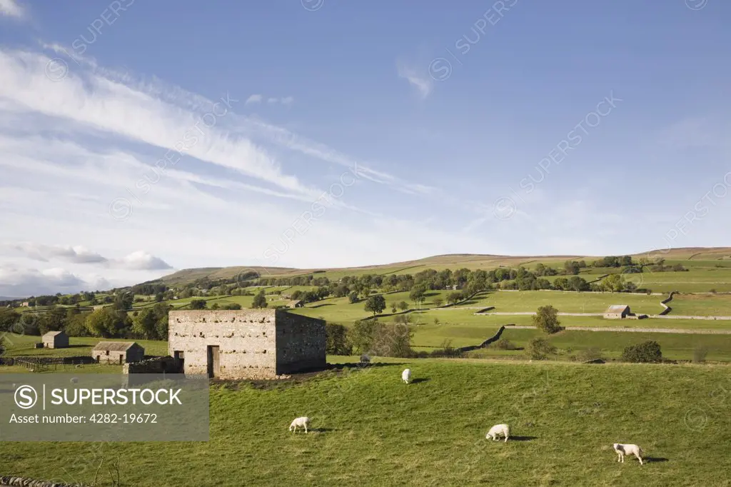 England, North Yorkshire, Wensleydale. Typical rural farmland in Yorkshire Dales National Park.