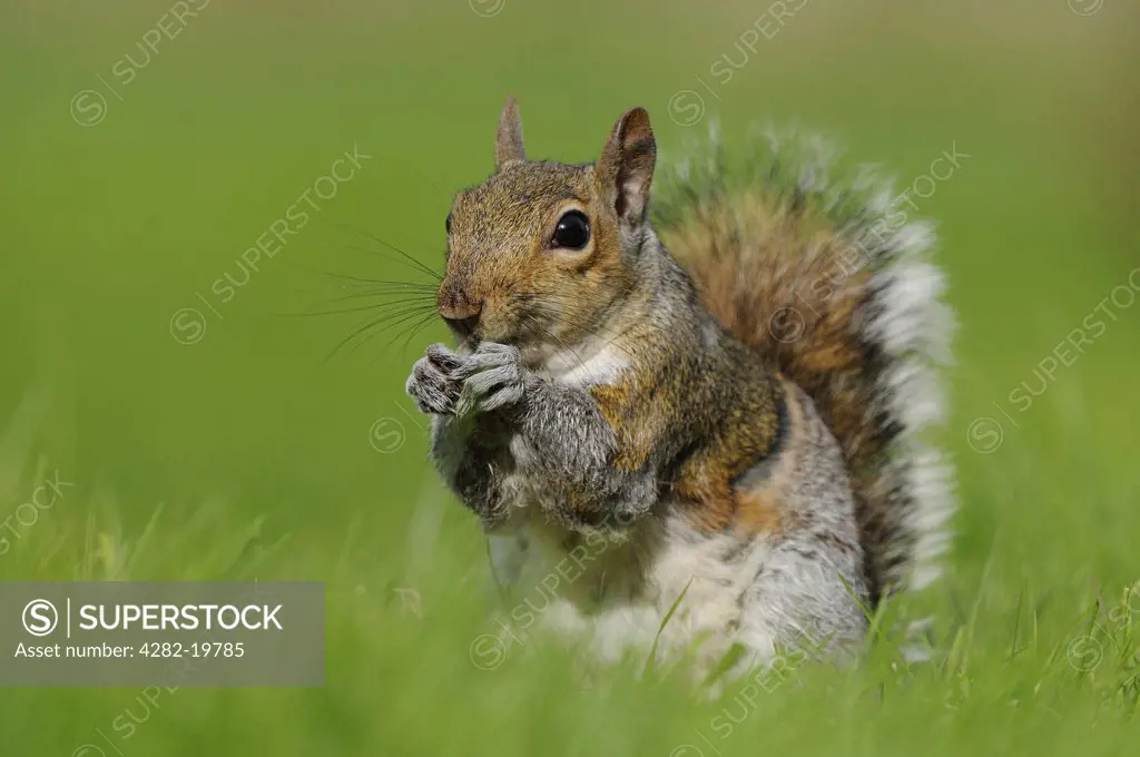 England, Oxfordshire, Oxford. An Eastern Grey Squirrel (Sciurus Carolinensis) on the ground eating.
