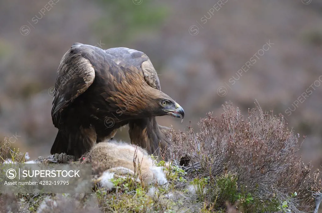 Scotland, Highland, Dinnet. A Golden Eagle (Aquila Chrysaetos) feeding on a moutain hare.