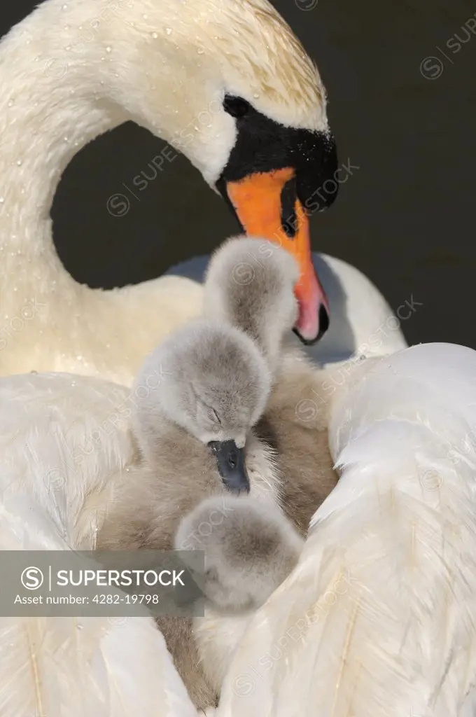 England, Dorset, Abbotsbury. Mute Swan (Cygnus Olor) cygnets on mother's back at Abbotsbury Swannery.