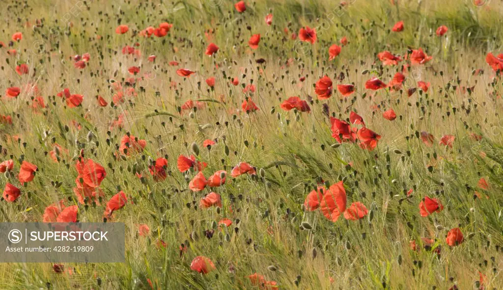 England, Norfolk, Horsford. A view of a Poppy field (Papaver Rhoeas in Norfolk.