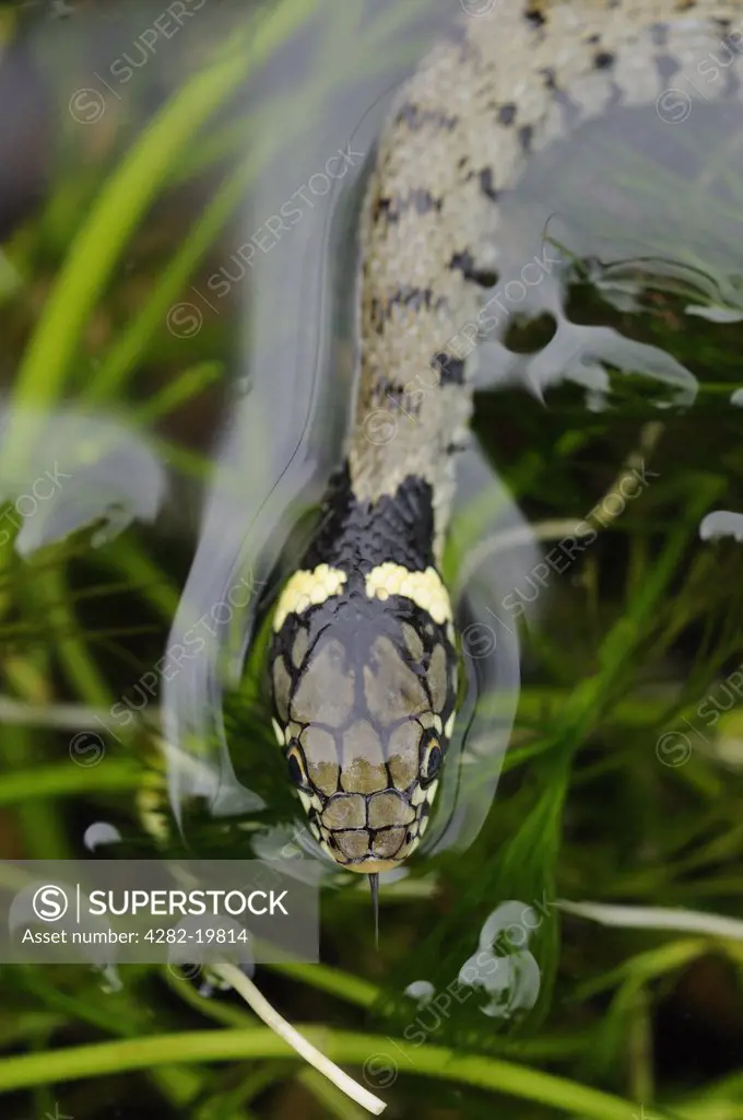 England, Oxfordshire, Chipping Norton. A Grass Snake (Natrix Natrix)  in water.