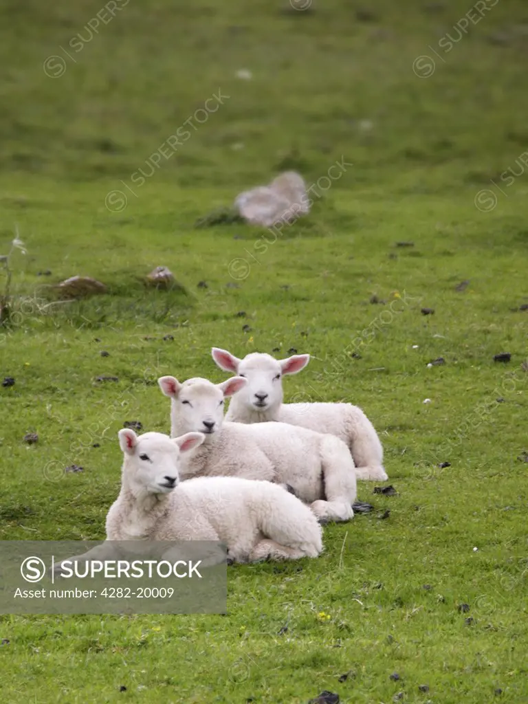 Scotland, Shetland, Levenwick. Lambs in a line at Levenwick on Shetland.