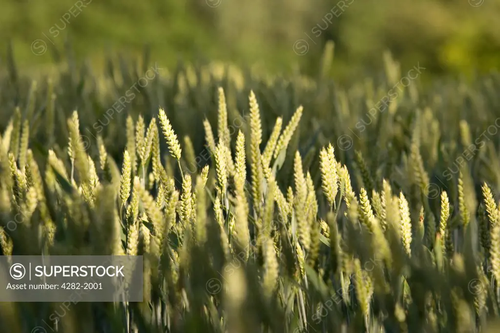 England, Essex, near Stansted. Close up of ears of wheat growing in a field near Stansted.