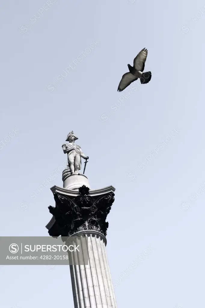 England, London, Trafalgar Square. A view of a pigeon and the top of Nelson's Column in Trafalgar Square. The granite column is 185 feet high surmounted by a statue of Lord Nelson.