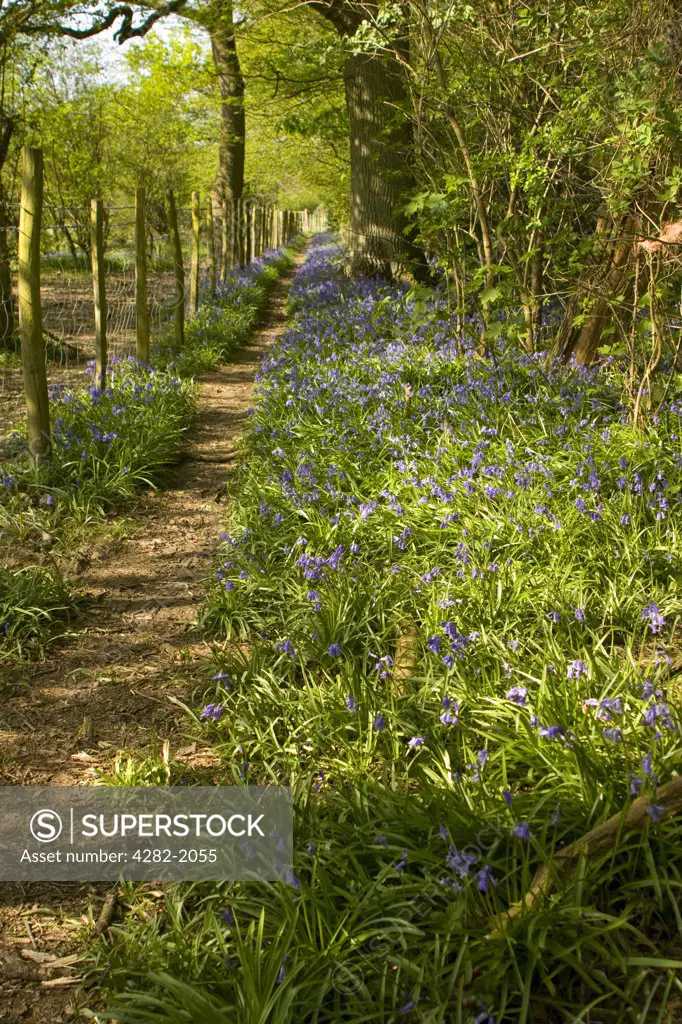 England, West Sussex, near Horsham. Bluebells flowering alongside a pathway in woodland near Horsham.