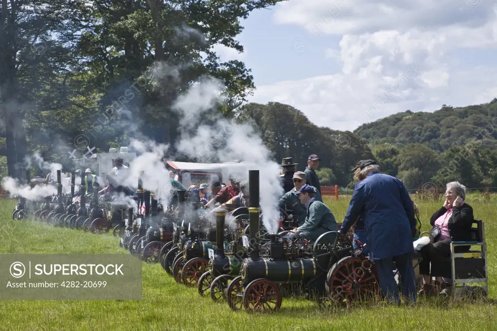 England, Cornwall, Lostwithiel. A line of miniature steam traction engines sound their whistles at the Boconnoc Steam Fair.