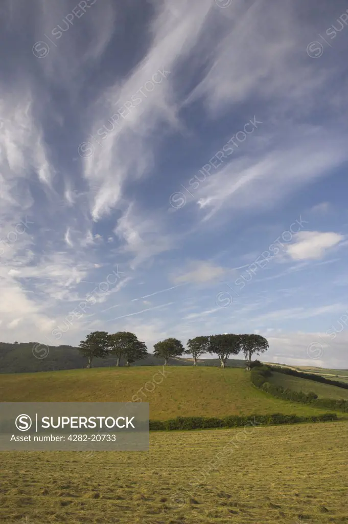 England, Somerset, Luccombe. Trees on a Hill at Luccombe within the Exmoor National Park.