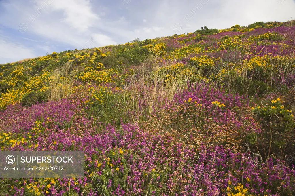 England, Somerset, Exmoor. Dramatic colours of Bell Heather Erica cinerea and Gorse Ulex europaeus in Exmoor National Park.