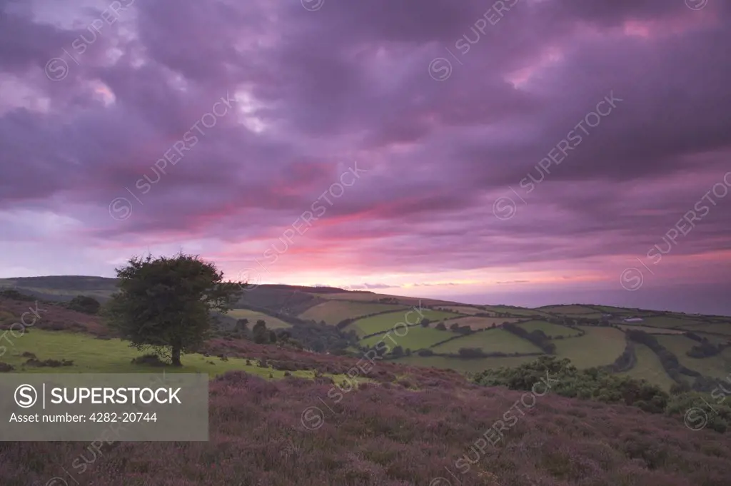 England, Somerset, Exmoor. Sunset over a lone tree in the Exmoor National Park.