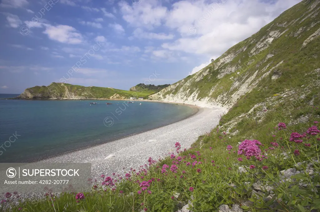 England, Dorset, Lulworth Cove. The flowers of the Red Valerian Centranthus ruber growing on the chalk cliffs at Lulworth Cove the Jurassic Coast World Heritage Site in Dorset.
