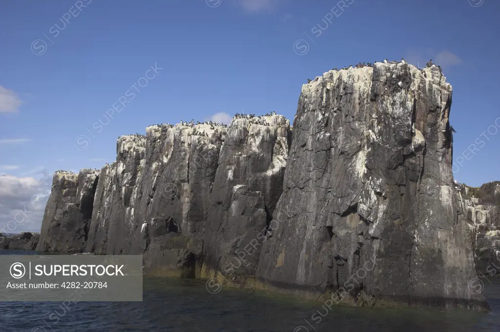 England, Northumberland, Farne Islands. Guillemots Uria aalge and Kittiwakes Larus tridactyla on rock stacks in the Farne Islands, the most famous sea bird sanctuary in the British Isles.