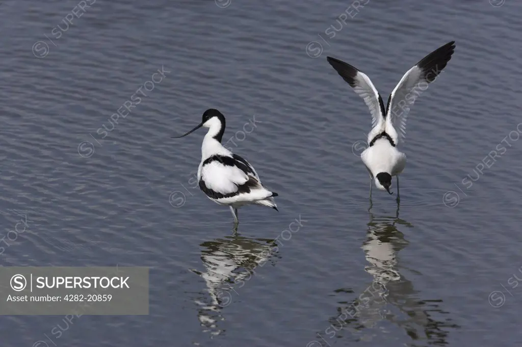 England, Hampshire, Titchfield Haven. Pied Avocets (Recurvirostra avosetta) wading in shallow water at Titchfield Haven National Nature Reserve.