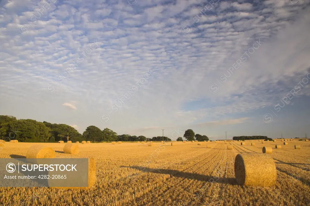 England, Hampshire, South Boarhunt. Altocumulus or Mackerel Sky over straw bales in a cornfield.