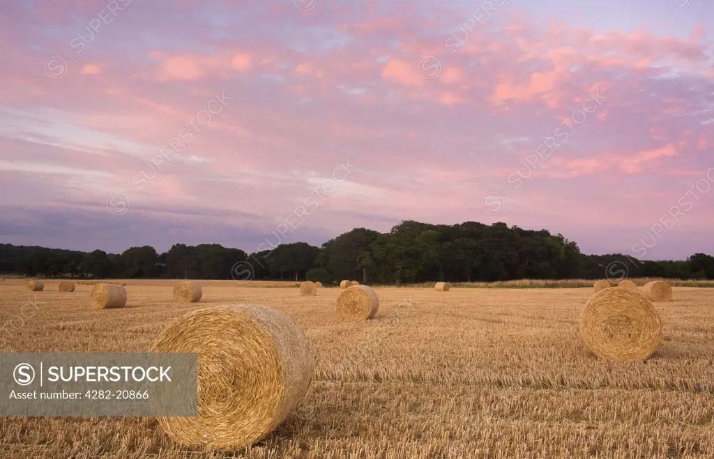 England, Hampshire, Near Wickham. Bales of straw in a field near Wickham at sunset.