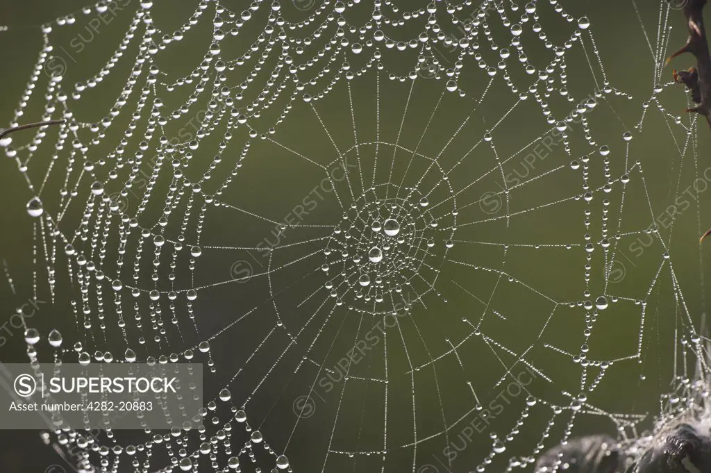 England, West Sussex, South Downs. A dew covered spiders web on the South Downs.