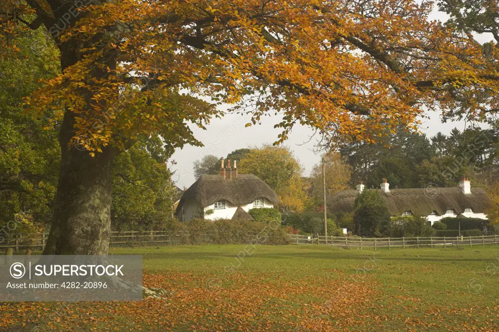 England, Hampshire, Swan Green, Lyndhurst. Autumnal view of a thatched cottage at Swan Green in the New Forest.