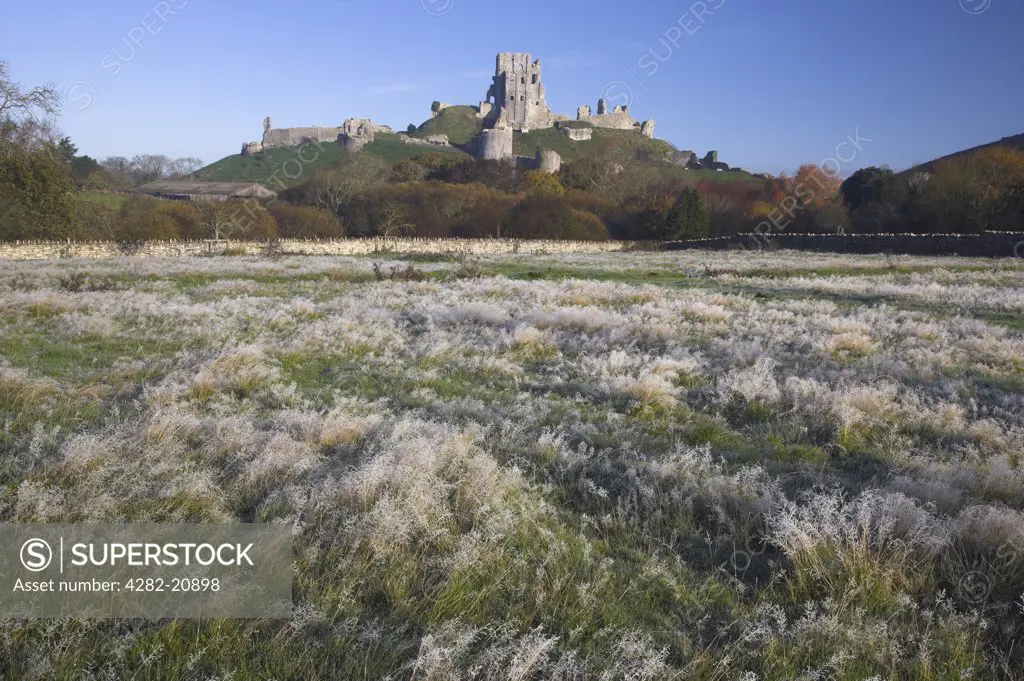 England, Dorset, Corfe Castle. Morning view across a field covered with a hoar frost towards Corfe Castle.