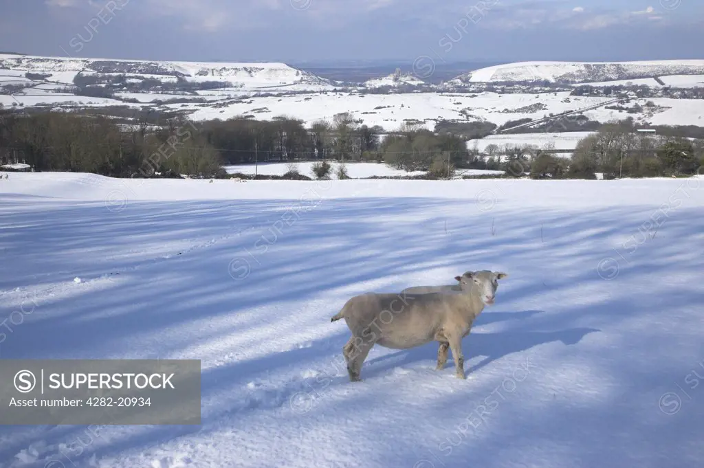 England, Dorset, Corfe Castle. A view towards Corfe Castle in the distance over sheep standing in snow covered fields on the Purbeck Hills.