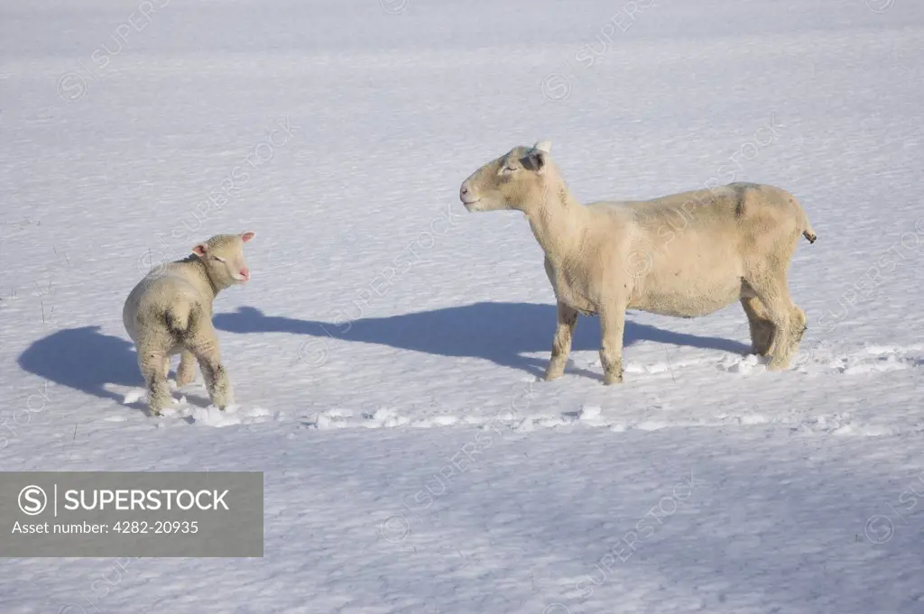 England, Dorset, Corfe Castle. Ewe and her lamb in snow covered fields on the Purbeck Hills near Corfe Castle.